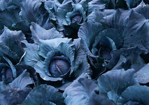 OKF株式会社のパンと食の商品ラインナップと店舗情報の詳細解説